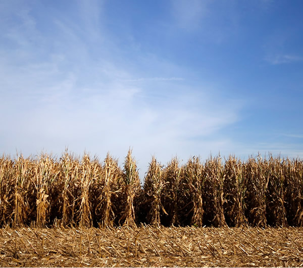 campo de maíz en Illinois