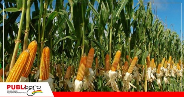  Bolivia: Productores proyectan excelente rendimiento en el cultivo de maíz 