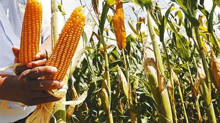  Anapo: El 70% del maíz que consume el país es transgénico