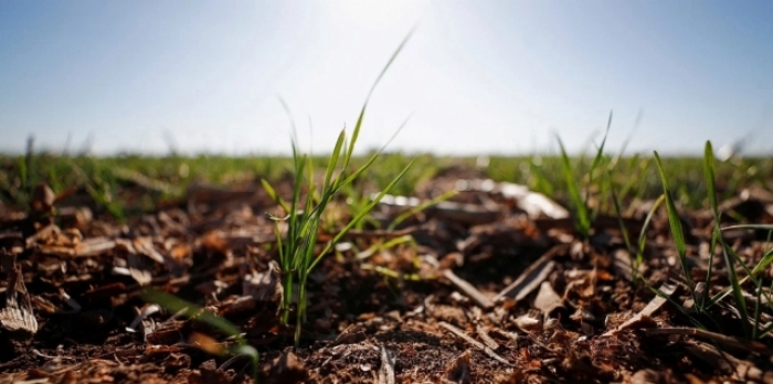  El trigo tolerante a sequía sale al mercado, de la mano de un semillero histórico y 45 multiplicadores 