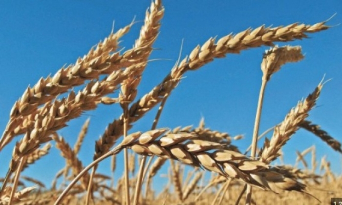 Bolivia puede ser autosuficiente y exportador de trigo