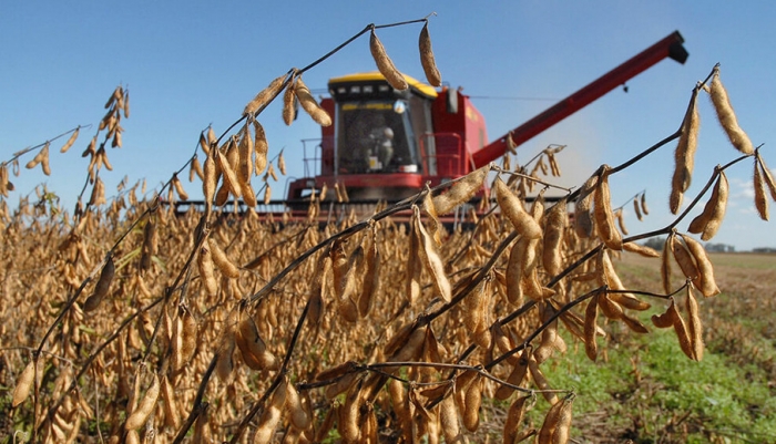  Incertidumbre en el precio de la soya: Mucho dependerá del clima en Sudamérica, afirma analista 