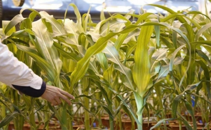 Unión Europea aprueba 11 eventos de maíz transgénico para consumo