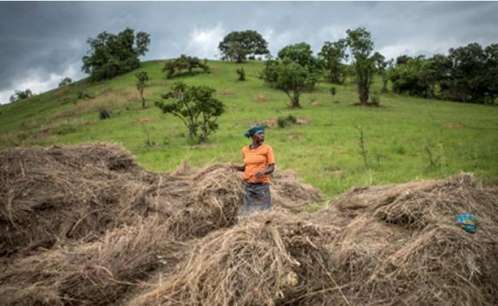 FAO: el sector agrícola debe hacer más para combatir el cambio climático