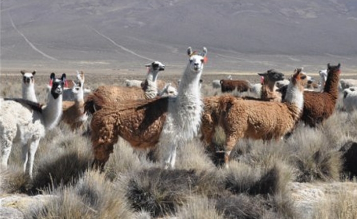 Bolivia pide apoyo a FAO para el Año Internacional de los Camélidos