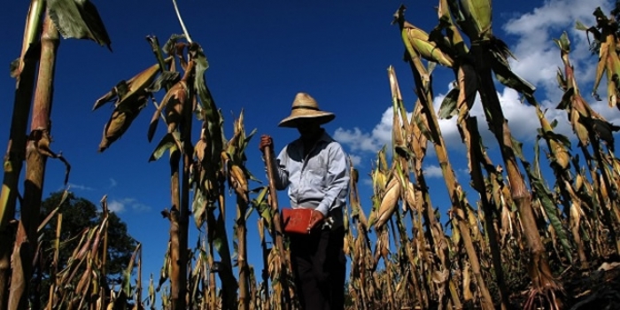 La FAO presenta en #cop13 directrices agroambientales para América Latina