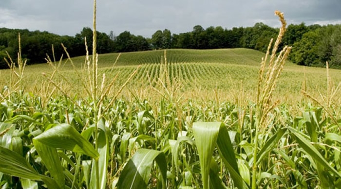 Monsanto presenta en Ibagué nueva tecnología para proteger cultivos de maíz