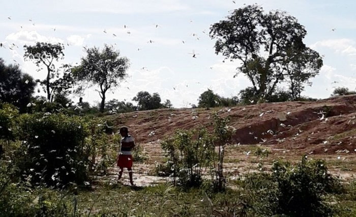 Temor en el Alto Paraguay por aparición de langostas