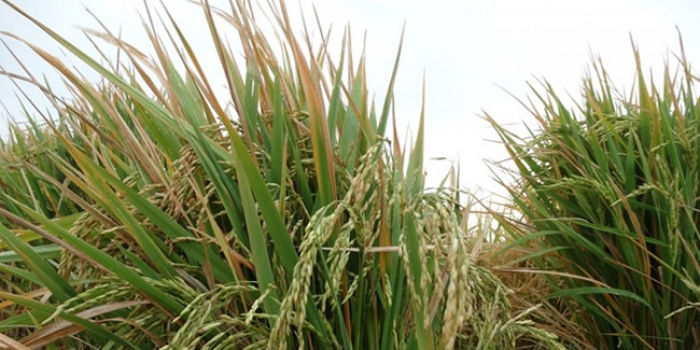 Descubren arroz transgénico tolerante a sequía