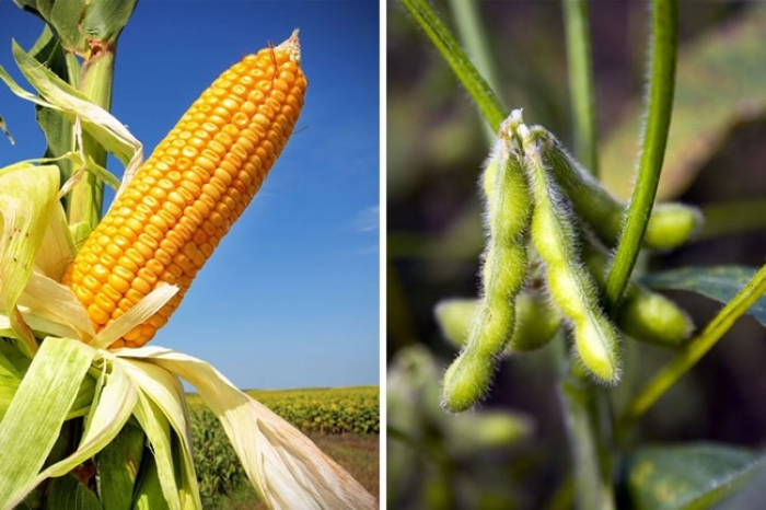 Nuevo informe destaca 20 años de beneficios económicos y ambientales utilizando cultivos genéticamente modificados