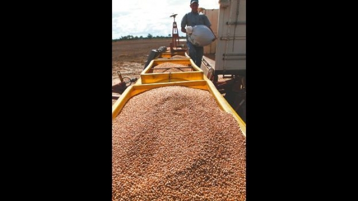 Productores inician siembra de trigo, girasol, sorgo y maíz