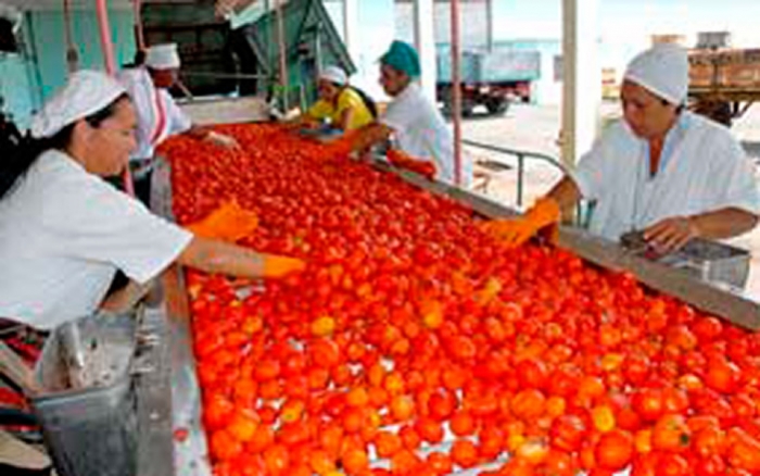 Industrialización de tomate será una realidad para Samaipata