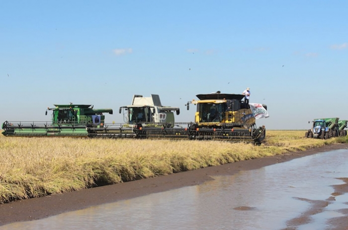 Paraguay, a punto de exportar arroz a mercado iraní por primera vez