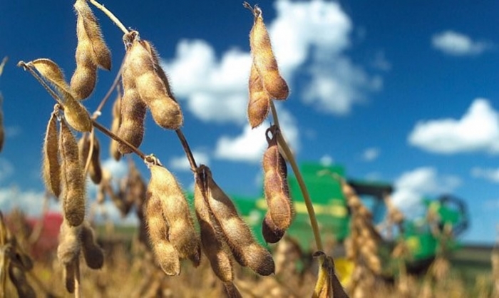 Descubren gen de la soja que podría ahorrar millones en pérdidas a los agricultores