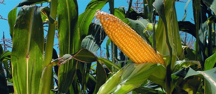 Productores revelan uso de semilla de maíz transgénico de contrabando