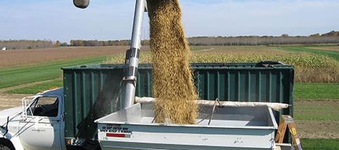 Estados Unidos: faltan pocos días para que finalice la cosecha de maíz y soja