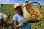 Santos lanza con el BID plataforma financiera para agricultura Latinoamérica