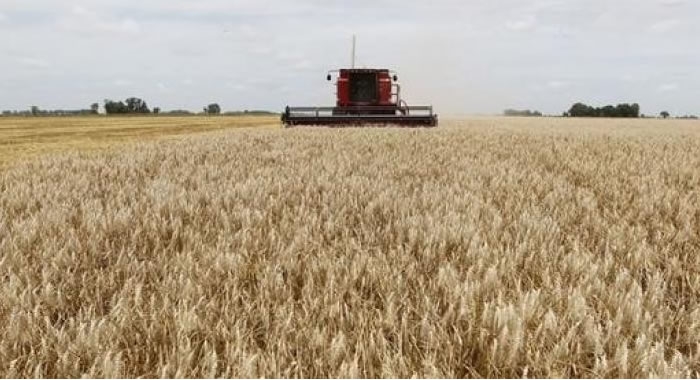 Elevan estimación de cosecha de soja de Brasil, pero reducen proyección para el maíz