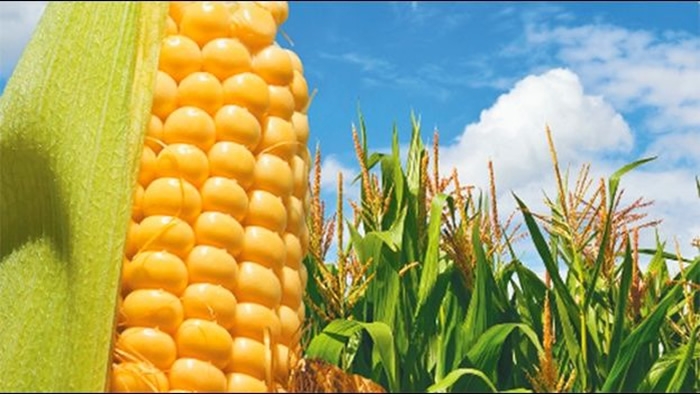 Cinacruz: la biotecnología salvará al maíz boliviano