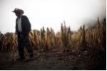 Centroamérica sufre cuantiosas pérdidas de cereales por El Niño, según la FAO
