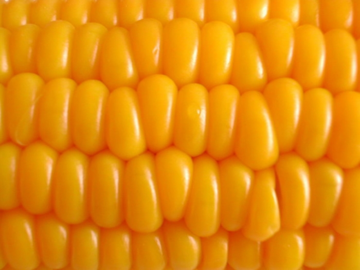 Aprueban nueva variedad de maíz en Argentina