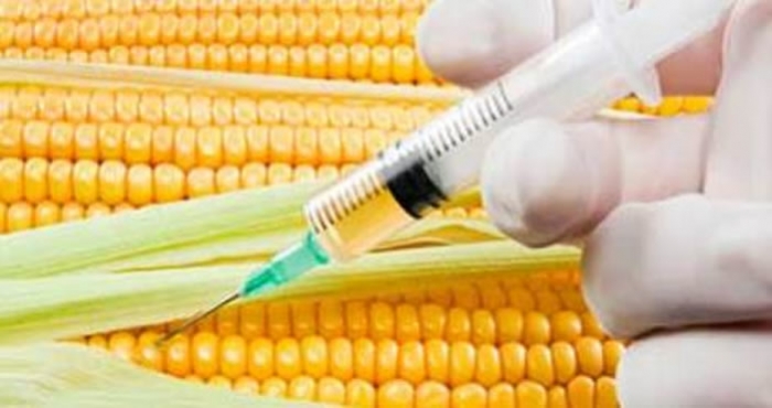 México, primer latinoamericano en generar estudios sobre OGMs