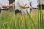 Liberan el código genético de 3.000 tipos de arroz