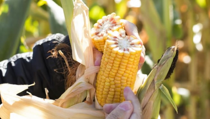 Para la FAO, se viene la década de los cereales y el bioetanol en Argentina