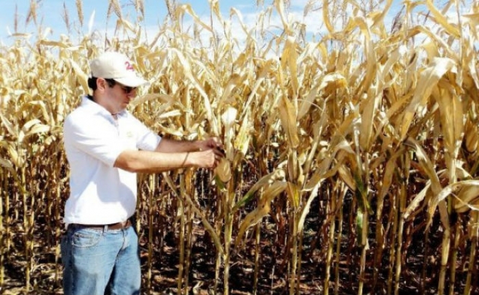 Paraguay: Con biotecnología lograron duplicar producción del maíz