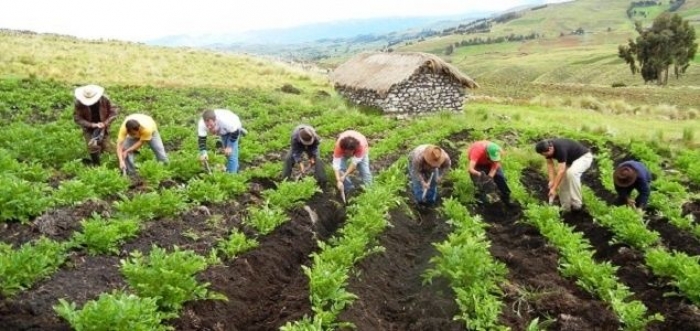Agricultura urbana y periurbana impulsa es desarrollo económico y productivo de Bolivia