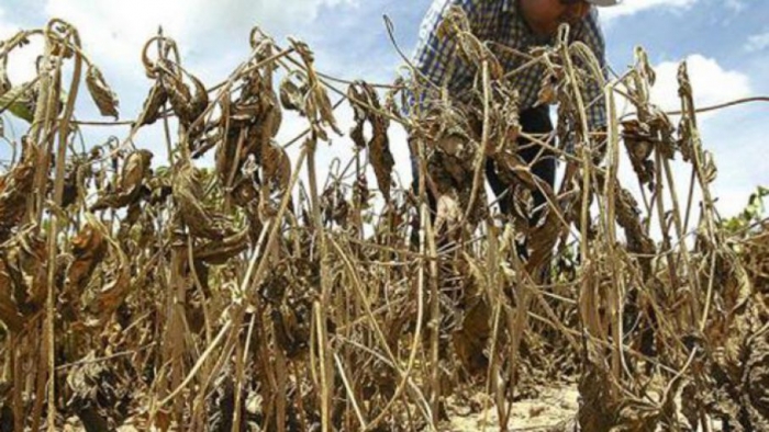 Productores reportan pérdida de 180.000 hectáreas de granos por la sequía en Santa Cruz