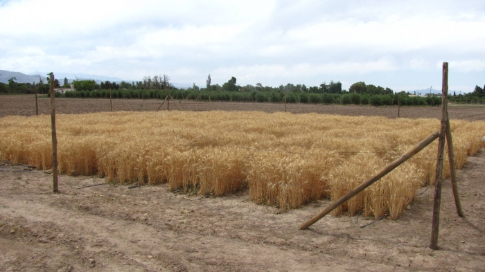 Argentina con miras a comercializar trigo transgénico