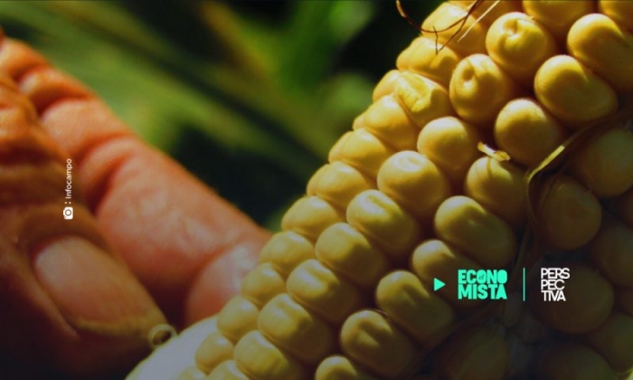 FAO: Brasil se convertiría en el segundo mayor exportador de maíz en el mundo