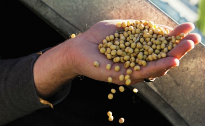 Brasil aprueba nueva semilla de soya que resiste la sequía y dos herbicidas