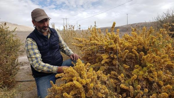 Un científico chileno crea un "desierto verde" para combatir el cambio climático