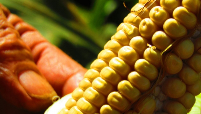 El ministerio de Agricultura aprobó tres nuevos eventos biotecnológicos de maíz