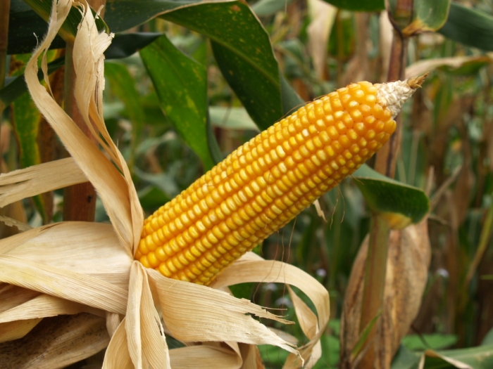 Colombia aprueba su primer maíz transgénico libre de patente y desarrollado por un laboratorio nacional