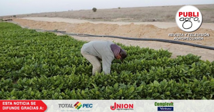 FAO: “Queremos que la producción agrícola siga en pie”