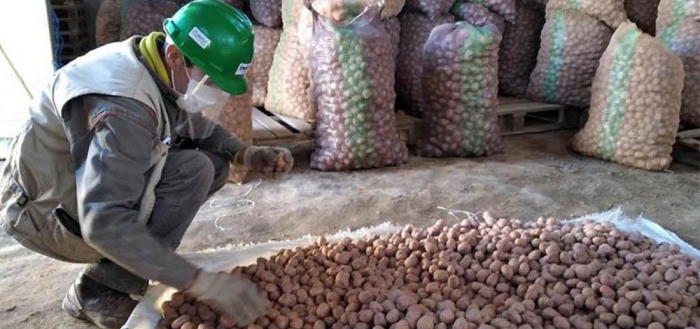 Iniaf prevé beneficiar a 10 mil productores del país con semillas
