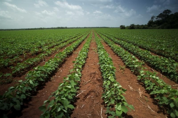 Cuba abre la puerta a cultivos transgénicos en medio de la crisis alimentaria