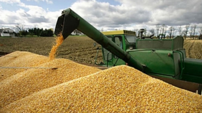 IBCE advierte sobre serias consecuencias para la economía de bloquearse la agrobiotecnología