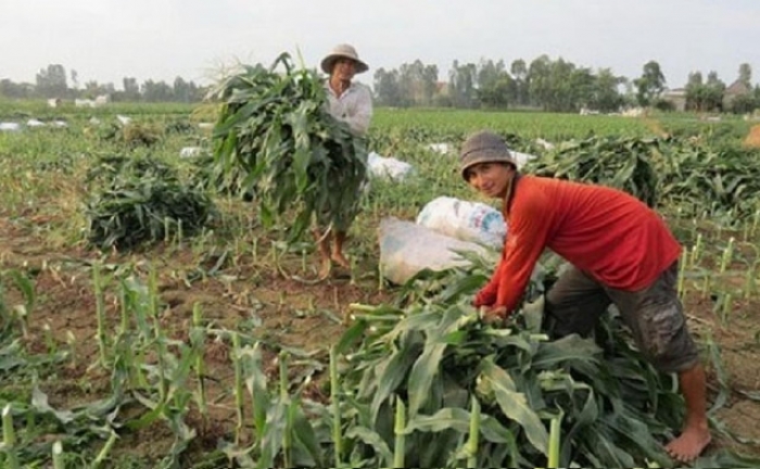 El maíz Bt transgénico resistente a los insectos aumenta el rendimiento de los cultivos en más del 30 % y reduce el uso de insecticidas en un 78 % en Vietnam 