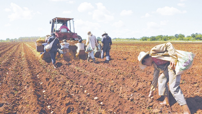 La FAO compromete apoyo a la reactivación del agro boliviano