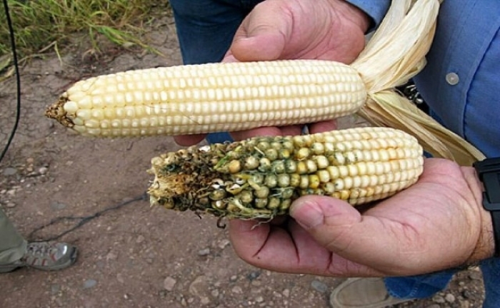 ¿Puede el maíz transgénico eliminar el uso de insecticidas? Para algunos agricultores, la respuesta es sí, muestra un estudio