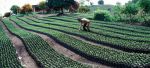  FAO pide transformar la agricultura en América Latina y el Caribe
