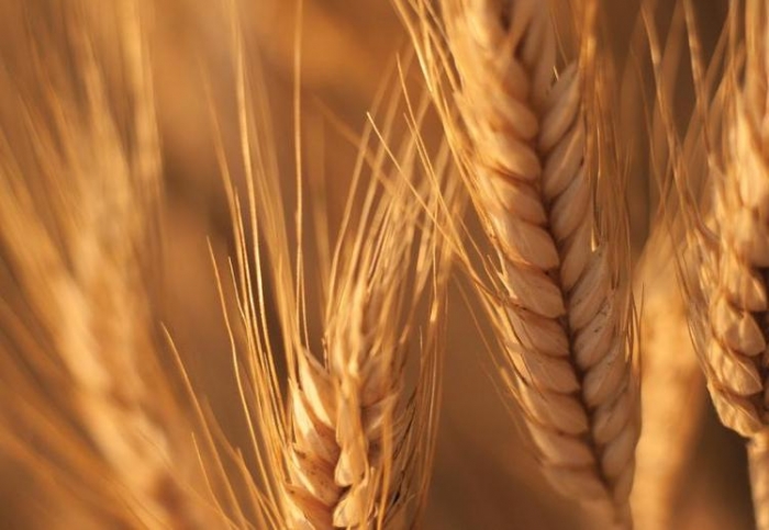 La aprobación del primer trigo transgénico del mundo es argentina