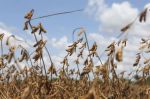 La producción de granos en Bolivia cae un 6% con respecto al año pasado