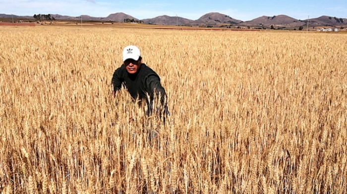 Agricultores en Bolivia encaminan el reto de producir trigo sostenible para mejorar la calidad y cantidad
