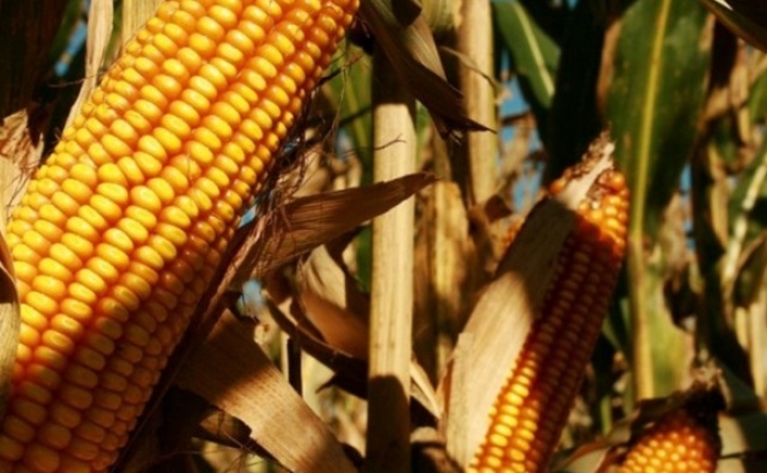   En Sudamérica, el clima seco afecta el desarrollo de los cultivos e impulsa los precios 