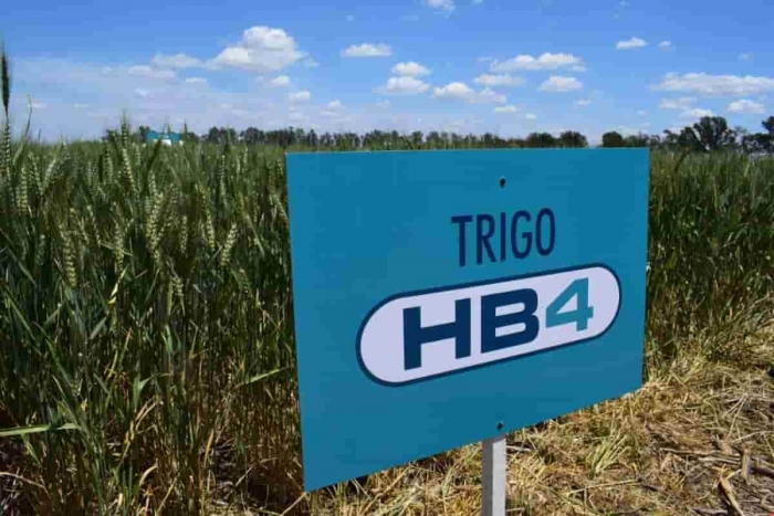  Brasil aprobó para harina el trigo transgénico tolerante a sequía desarrollado por empresa argentina Bioceres